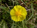 Common rock-rose flower - A